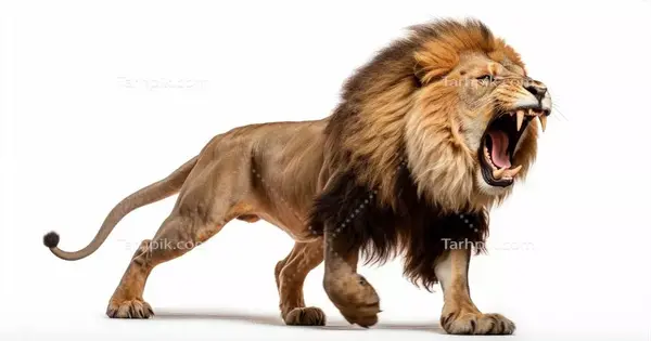 عکس های غرش شیر