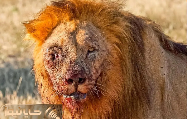 عکس یک شیر غول پیکر