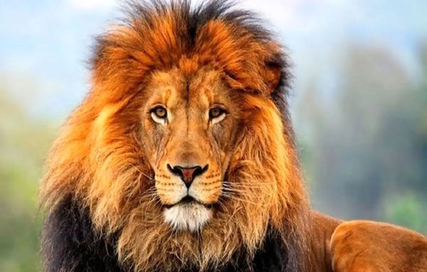 عکس یک شیر غول پیکر