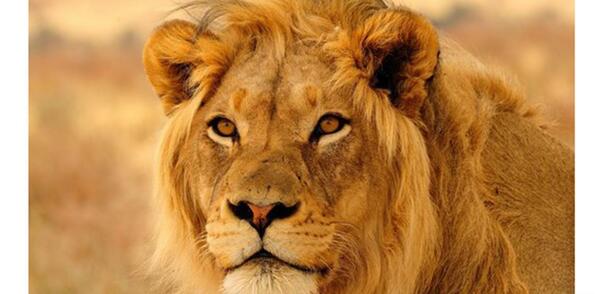 عکس یک شیر غول پیکر