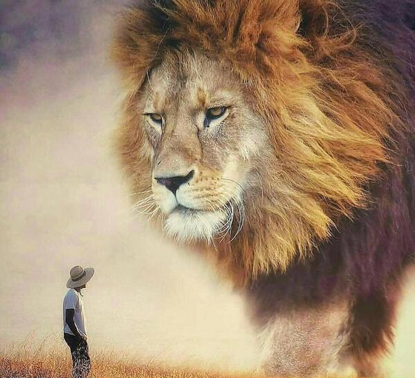 عکس یک شیر غول پیکر