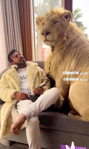 عکس یک شیر غول پیکر