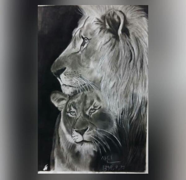 عکس شیر برای طراحی سیاه قلم