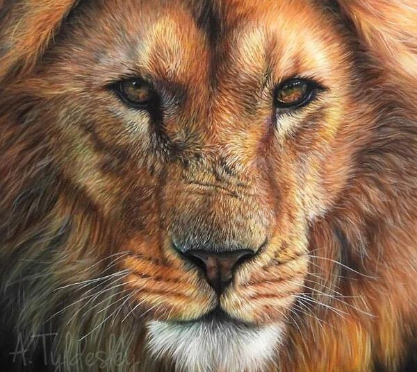 عکس نقاشی طراحی شیر