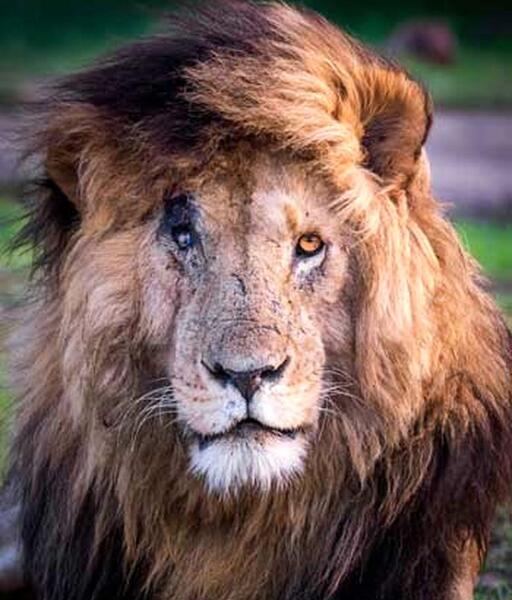 عکس صفحه شیری