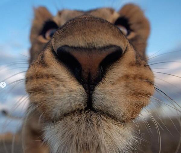 عکس صورت شیر ماده