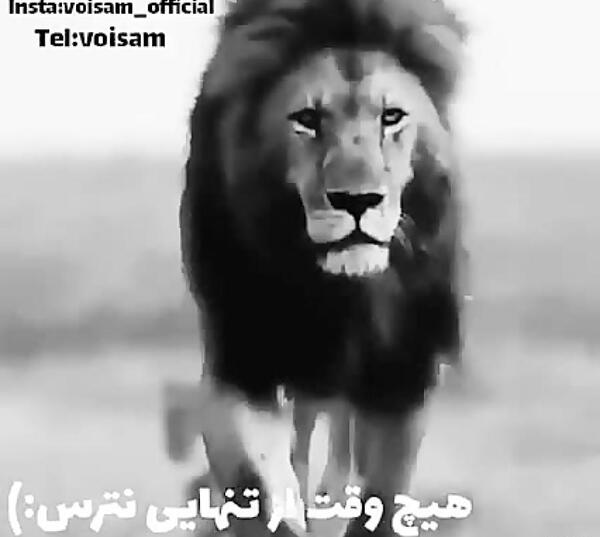 عکس سیاه سفید از شیر