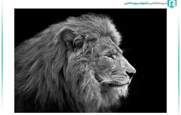 عکس سیاه سفید از شیر