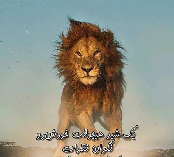 عکس زیباترین شیر جهان