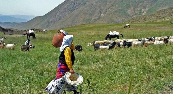 عکس شیردوشی