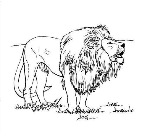 عکس نقاشی شیر خوابیده