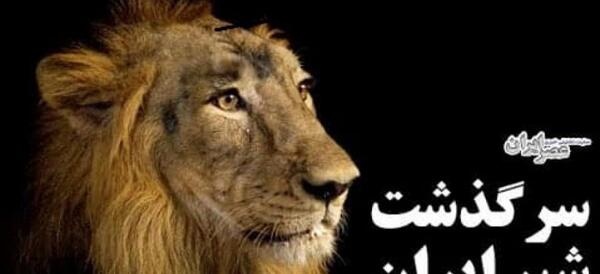 عکس شیر بابا خوراکی