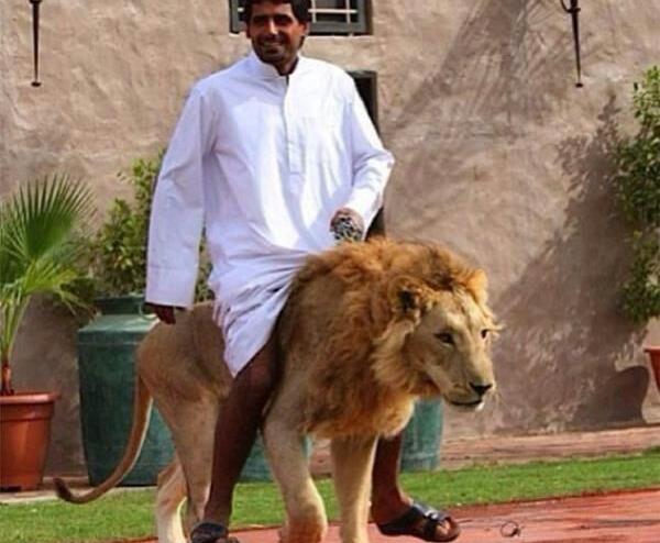 عکس شیر بابا خوراکی