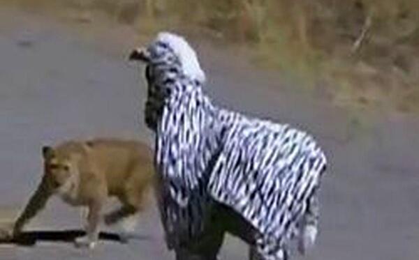 عکس حمله شیر به گورخر