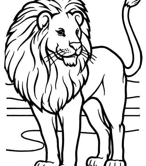 عکس حیوان شیر نقاشی