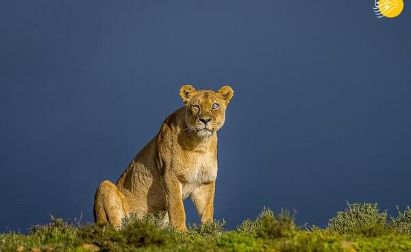 عکس ماده شیر تنها