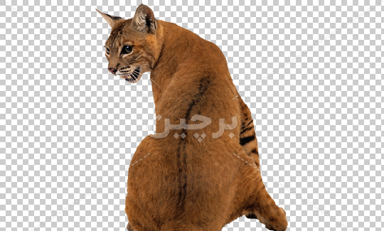 عکس شیر بدون پس زمینه