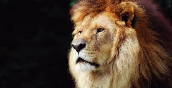 عکس شیر با پس زمینه سفید