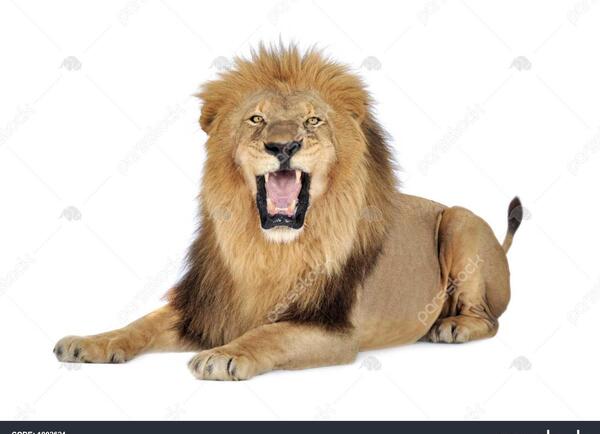 عکس شیر با پلنگ
