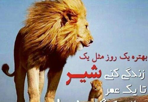 لاتی پروفایل عکس شیر با نوشته