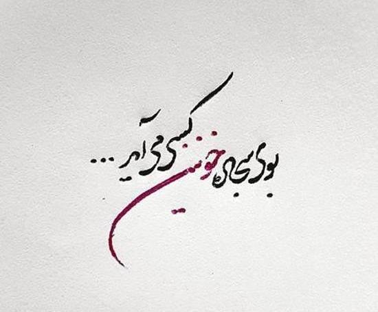 عکس شیر با امام علی