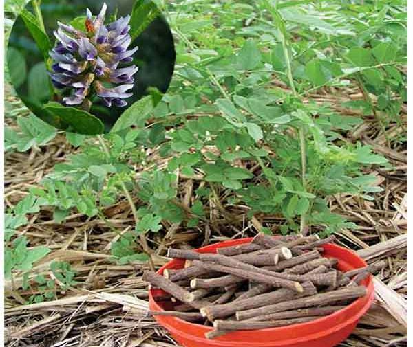 عکس شیرین بیان خشک شده