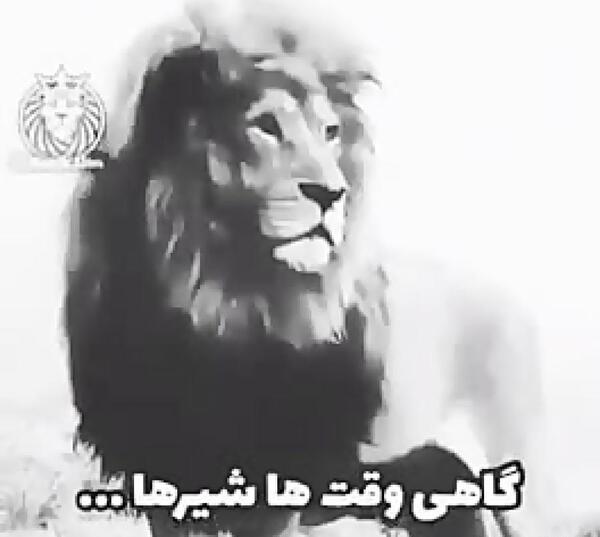 عکس شیر سفید خفن