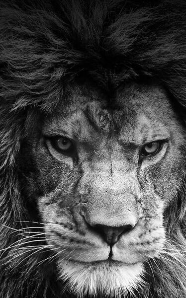 عکس شیر سفید خفن