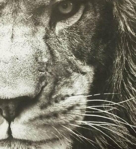 عکس شیر سفید خفن