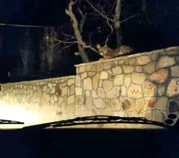 عکس شب باغ