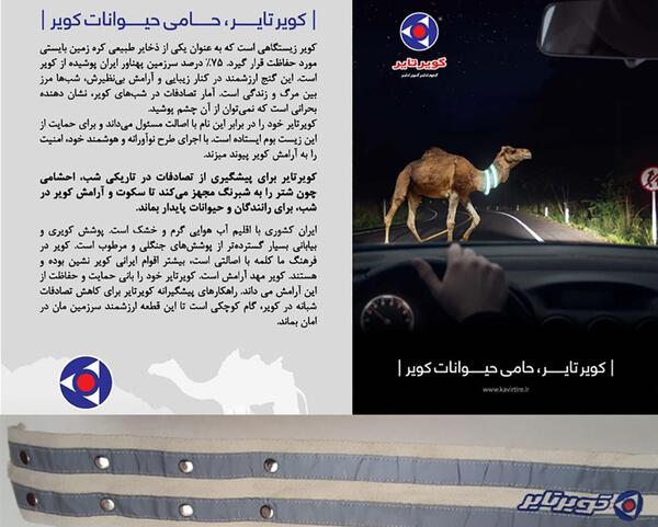 عکس شبرنگ شتر