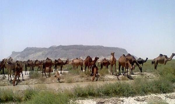 عکس شبرنگ شتر