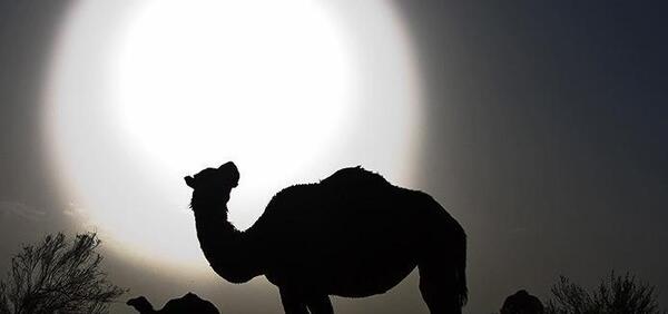 عکس شبرنگ شتر