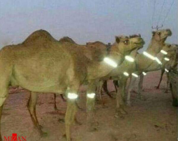عکس شبرنگ شتر