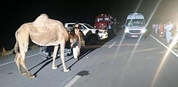 عکس شبرنگ شتر