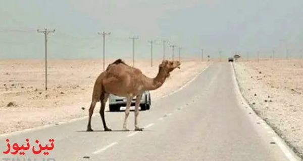 عکس شبرنگ شتر
