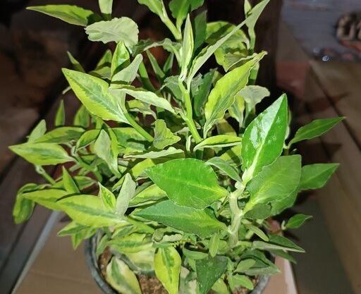 عکس گل ستون فقرات شیطان