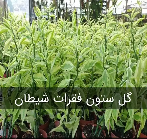 عکس گل ستون فقرات شیطان