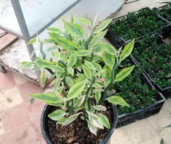 عکس گل ستون فقرات شیطان