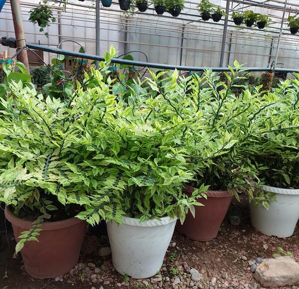 عکس گل ستون فقرات شیطان