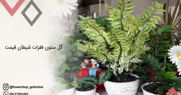 عکس گل ستون فقرات شیطان
