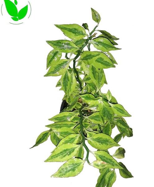 عکس گل ستون فقرات شیطان