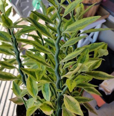 عکس گل ستون فقرات شیطان