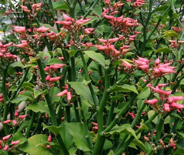 عکس گل استخوان شیطان