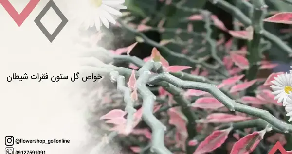 عکس گل استخوان شیطان