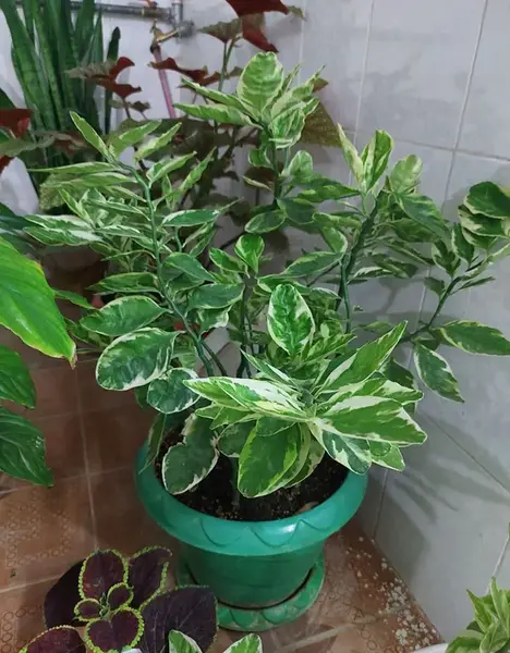 عکس گل استخوان شیطان