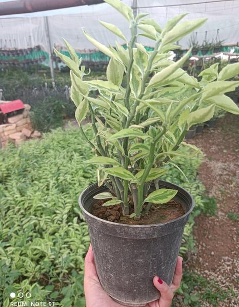 عکس گل استخوان شیطان