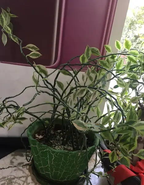 عکس گل استخوان شیطان