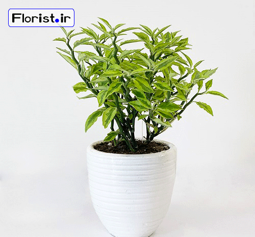 عکس گل استخوان شیطان