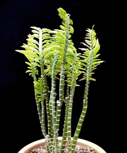 عکس گل اسکلت شیطان